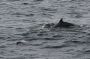Baja05 - 006 * Bottlenose dolphin mother and calf